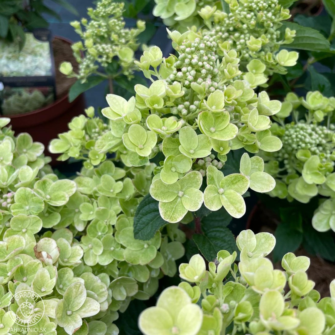 Obrázok Hortenzia metlinatá (Hydrangea paniculata) ‘BEE HAPPY’® - výška 30-40 cm, kont. C2L